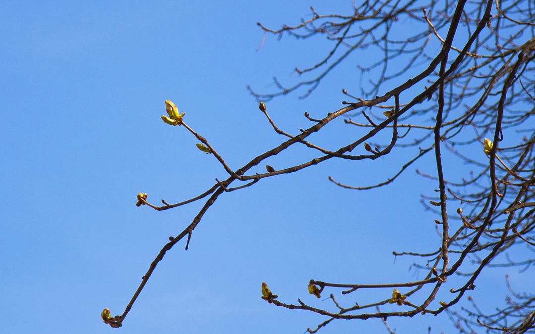 Kastanjapuu päätti: nyt alkoi kevät Genevessä!